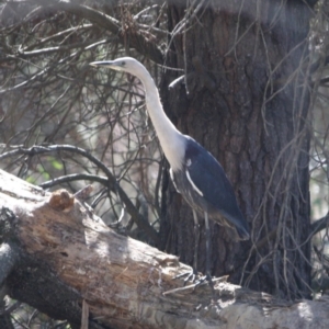 Ardea pacifica at Mongarlowe, NSW - 1 Aug 2019