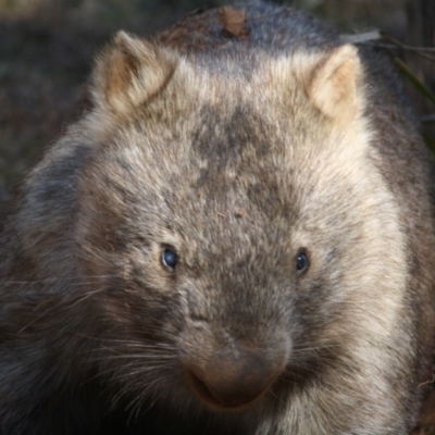 Vombatus ursinus (Common wombat, Bare-nosed Wombat) at QPRC LGA - 1 Aug 2019 by LisaH