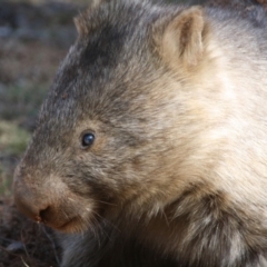 Vombatus ursinus at Mongarlowe, NSW - 1 Aug 2019