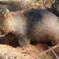 Vombatus ursinus at Mongarlowe, NSW - 1 Aug 2019 03:41 PM