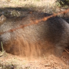 Vombatus ursinus at Mongarlowe, NSW - 1 Aug 2019 03:41 PM