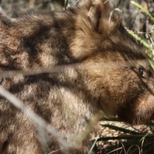 Vombatus ursinus at Mongarlowe, NSW - 1 Aug 2019 03:41 PM