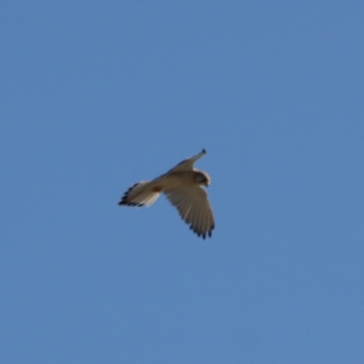 Falco cenchroides (Nankeen Kestrel) at Braidwood, NSW - 1 Aug 2019 by LisaH