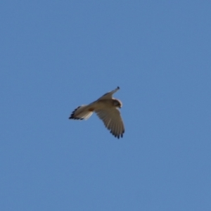 Falco cenchroides at Braidwood, NSW - 1 Aug 2019