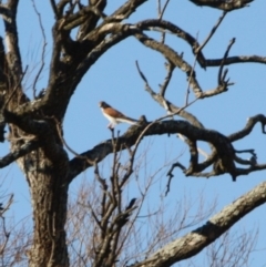 Falco cenchroides at Braidwood, NSW - 1 Aug 2019