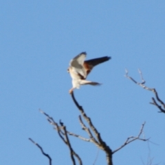 Falco cenchroides at Braidwood, NSW - 1 Aug 2019