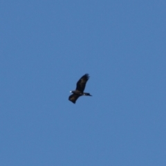 Aquila audax (Wedge-tailed Eagle) at Braidwood, NSW - 1 Aug 2019 by LisaH