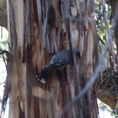 Strepera versicolor (Grey Currawong) at Mongarlowe, NSW - 1 Aug 2019 by LisaH