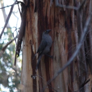 Strepera versicolor at Mongarlowe, NSW - 1 Aug 2019