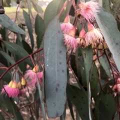 Eucalyptus sideroxylon (Mugga Ironbark) at Nicholls, ACT - 31 Jul 2019 by mkennedy