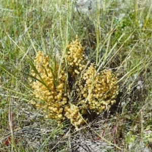 Lomandra multiflora at Conder, ACT - 30 Nov 1999