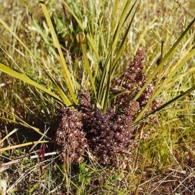 Lomandra multiflora (Many-flowered Matrush) at Conder, ACT - 4 Nov 2000 by MichaelBedingfield