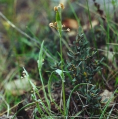 Luzula flaccida (Pale Woodrush) at Conder, ACT - 27 Sep 2000 by MichaelBedingfield