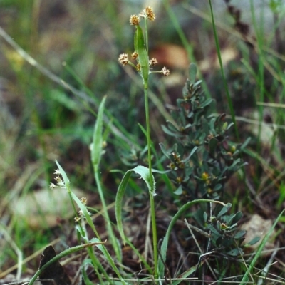 Luzula flaccida (Pale Woodrush) at Conder, ACT - 27 Sep 2000 by MichaelBedingfield