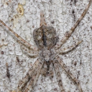 Tamopsis sp. (genus) at Acton, ACT - 30 Jul 2019 12:48 PM