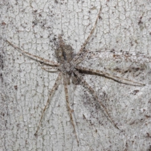 Tamopsis sp. (genus) at Acton, ACT - 30 Jul 2019