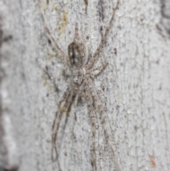 Tamopsis sp. (genus) at Acton, ACT - 30 Jul 2019 12:48 PM