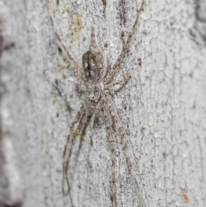 Tamopsis sp. (genus) at Acton, ACT - 30 Jul 2019