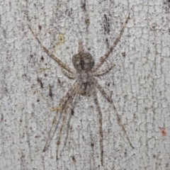 Tamopsis sp. (genus) at Acton, ACT - 30 Jul 2019