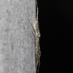 Tamopsis sp. (genus) at Acton, ACT - 30 Jul 2019