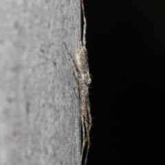 Tamopsis sp. (genus) at Acton, ACT - 30 Jul 2019 12:48 PM