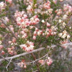 Cryptandra sp. Floriferous (W.R.Barker 4131) W.R.Barker at Paddys River, ACT - 29 Jul 2019 by MichaelMulvaney