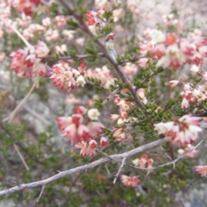 Cryptandra sp. Floriferous (W.R.Barker 4131) W.R.Barker at Paddys River, ACT - 29 Jul 2019