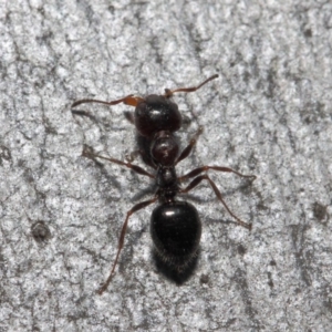 Myrmecorhynchus emeryi at Acton, ACT - 30 Jul 2019 12:29 PM