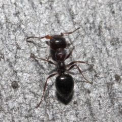Myrmecorhynchus emeryi (Possum Ant) at Acton, ACT - 30 Jul 2019 by TimL