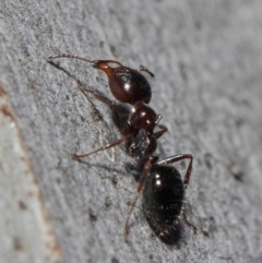 Myrmecorhynchus emeryi at Acton, ACT - 30 Jul 2019 12:29 PM