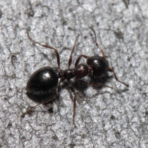 Myrmecorhynchus emeryi at Acton, ACT - 30 Jul 2019 12:29 PM