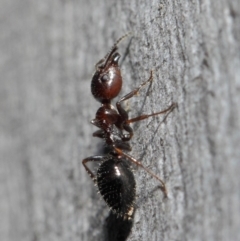 Myrmecorhynchus emeryi at Acton, ACT - 30 Jul 2019