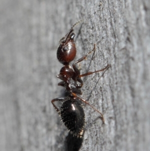 Myrmecorhynchus emeryi at Acton, ACT - 30 Jul 2019 12:29 PM