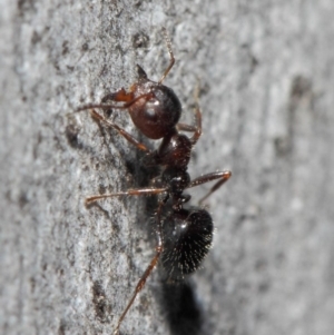 Myrmecorhynchus emeryi at Acton, ACT - 30 Jul 2019 12:29 PM