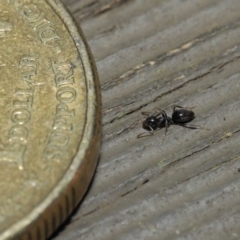 Technomyrmex sp. (genus) at Hackett, ACT - 26 Jul 2019 by TimL