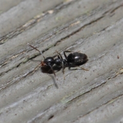 Technomyrmex sp. (genus) at Hackett, ACT - 26 Jul 2019