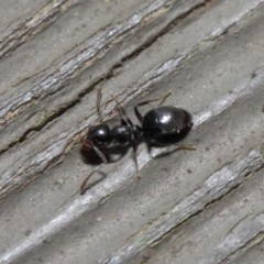 Technomyrmex sp. (genus) at Hackett, ACT - 26 Jul 2019