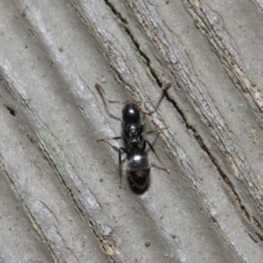 Technomyrmex sp. (genus) at Hackett, ACT - 26 Jul 2019