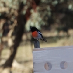 Petroica boodang (Scarlet Robin) at The Fair, Watson - 20 Jul 2019 by Lisa.Jok