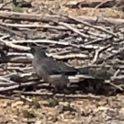 Strepera versicolor (Grey Currawong) at The Fair, Watson - 5 Jul 2019 by Lisa.Jok