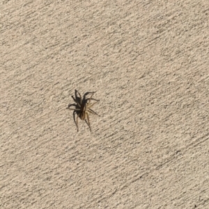 Lycosidae (family) at Tewantin, QLD - 2 Aug 2019 02:00 PM