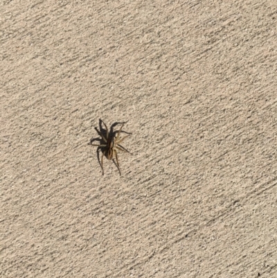 Lycosidae (family) (Wolf spider) at Tewantin, QLD - 2 Aug 2019 by FelicityM