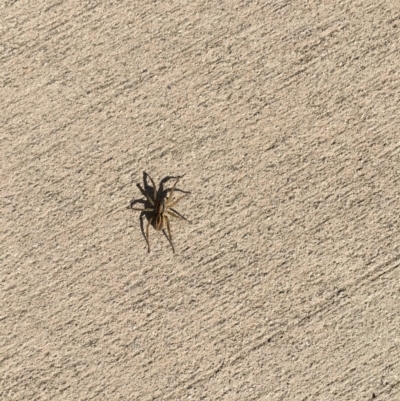 Unidentified Wolf spider (Lycosidae) at Tewantin, QLD - 2 Aug 2019 by FelicityM