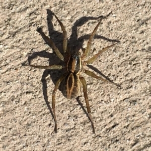 Lycosidae (family) at Tewantin, QLD - 2 Aug 2019 02:00 PM