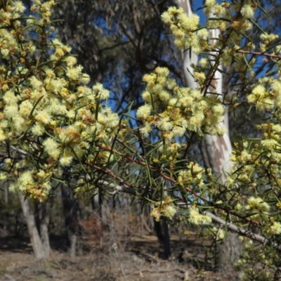 Acacia genistifolia (Early Wattle) at Bruce Ridge - 2 Aug 2019 by KumikoCallaway