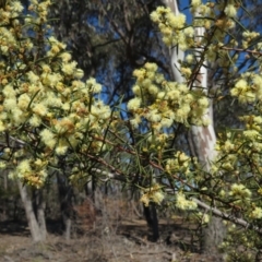 Acacia genistifolia (Early Wattle) at Lyneham, ACT - 2 Aug 2019 by KumikoCallaway