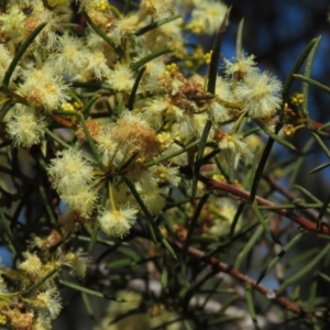 Acacia genistifolia at Lyneham, ACT - 2 Aug 2019