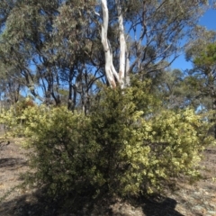 Acacia genistifolia at Lyneham, ACT - 2 Aug 2019