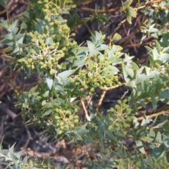 Acacia cultriformis (Knife Leaf Wattle) at Lyneham, ACT - 2 Aug 2019 by KumikoCallaway