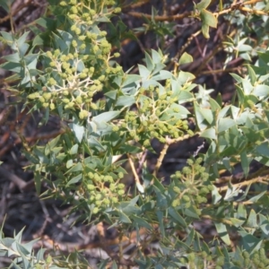 Acacia cultriformis at Lyneham, ACT - 2 Aug 2019